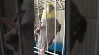 Pet cockatiel birds shortsvideo [upl. by Martinsen]