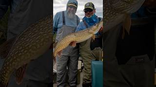 Aggressive Pike in Canada  Wollaston Lake Lodge  Fly Fishing [upl. by Ciccia]