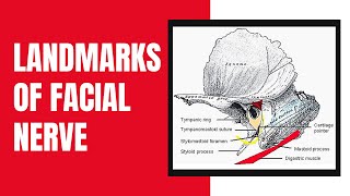 Landmarks of the Facial Nerve [upl. by Marti]