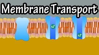 Cell Membrane Transport  Transport Across A Membrane  How Do Things Move Across A Cell Membrane [upl. by Zoara]