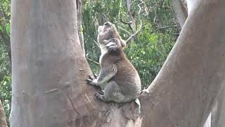 Il verso del Koala Australia 2018 [upl. by Remus]