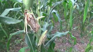 perdida de Cosechas de maiz plagas de ardillas los últimos elotes en la milpa [upl. by Festus]