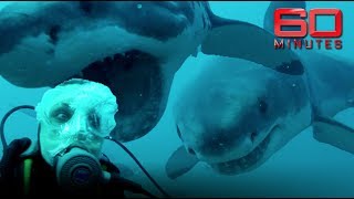 Face to face with great white sharks Outside the cage and totally exposed  60 Minutes Australia [upl. by Wonacott]