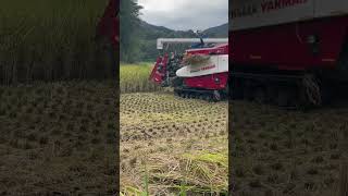 Yanmar YH448A combine harvester [upl. by Yrkcaz]