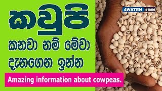 කවුපි කනවා නම් මේවා දැනගෙන ඉන්න  Benefits of Cowpeas [upl. by Suissac770]