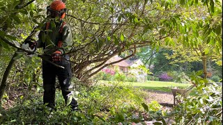 Tackling the Overgrown Mess of Rhododendrons amp Brambles part 4😅 [upl. by Gilda]