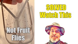 How to Kill Fruit Flies Drain Flies and Phorid Flies [upl. by Ethelbert]