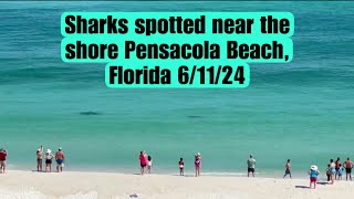 SHARKS SWIMMING NEAR THE SHORE PENSACOLA BEACH FLORIDA [upl. by Alicsirp]