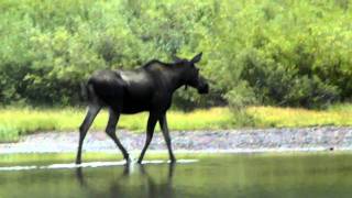 Moose calves nursing at Glacier National Park [upl. by Aidin]