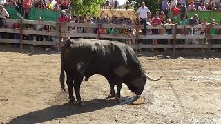 TORO DE LA VEGA 2018 Tordesillas 11092018 [upl. by Drofniw]