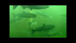 Pacific Salmon returning to their natal river through Ballard Fish Ladder [upl. by Cott]