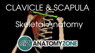 Clavicle and Scapula  Shoulder Girdle  Anatomy Tutorial [upl. by Ayot519]