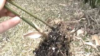 Propagating Bamboo from Rhizomes [upl. by Rosenstein]