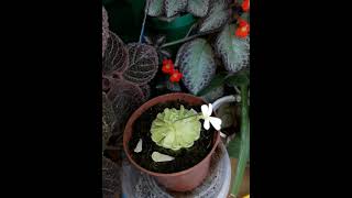 Episcia pinguicula flowers plants episcia pinguicula [upl. by Maitilde969]