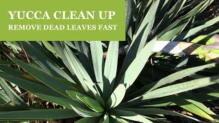 Yucca Pruning  How To Remove Dead Leaves from a Yucca Plant [upl. by Akenahc]