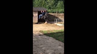 Grandad dismounting a horse shortsyoutube [upl. by Oretna]