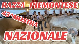 43Mostra Nazionale Bovini Razza Piemontese città di Fossano CN [upl. by Retxab]