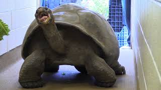 Meet Abrazzo the Galapagos Tortoise [upl. by Kotick249]