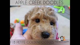 F1b Petite Goldendoodle Puppies [upl. by Undine903]