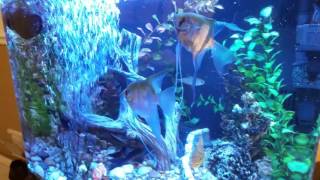 Aquarium aeration and water movement oxygenation [upl. by Harvie]