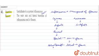 Assertion  Verticillaster is a cymose inflorescence Reason  The main axis and lateral branche [upl. by Ringe]