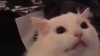 White cat screaming meme video [upl. by Tal]