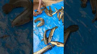 FRESH LIVE FISH KOTTAYAM THALAYOLAPARAMBU VARAAL KAARI keralafood keralaspecial streetfood [upl. by Halfdan]