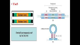 Transposable elements [upl. by Afra]