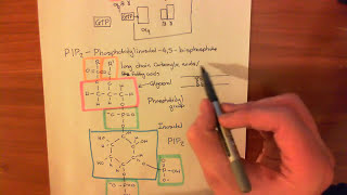 The Protein Kinase C Pathway Part 1 [upl. by Arita]