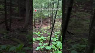 Beautiful ForestWalk hiking naturelovers nature calm adventure viralvideo naturewalk [upl. by Lilithe]