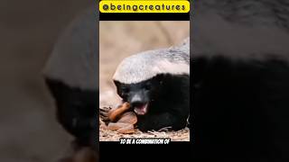 Venomous Vendetta🦡 honeybadger wildanimalswildlifebadgerssurvivalyoutubeshortsshortsfeed [upl. by Sibel]