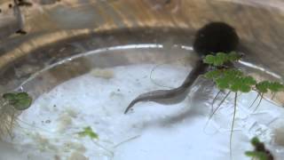 Tadpole Growing Legs [upl. by Keldon]