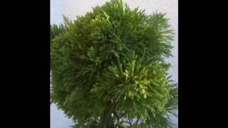 Bonsai Juniperus chinensis Plumosa Aurea [upl. by Anelhtak]