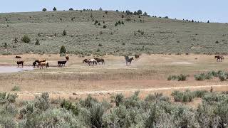 Wild horses Steens Mountain Loop Road July 2023 [upl. by Leveroni780]