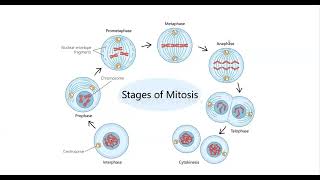 Understanding Mitosis and Cytokinesis [upl. by Eeryn296]