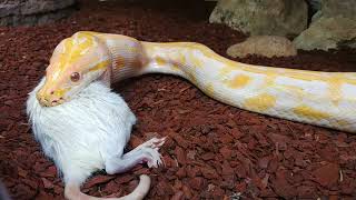 Albino Dwarf Tigerpython Fütterung [upl. by Gregrory]