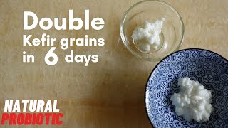 Double Kefir grains in 6 days [upl. by Garrity455]