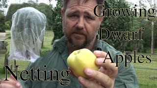 Growing Dwarf Apples amp Netting from Pests Golden Dorset [upl. by Oisacin]