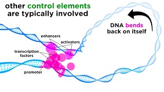 Regulation of Gene Expression Operons Epigenetics and Transcription Factors [upl. by Parrie]