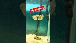 My puffers motivation saltwateraquarium fish fishroom pufferfish dogfacepuffer inspiration [upl. by Benildas94]