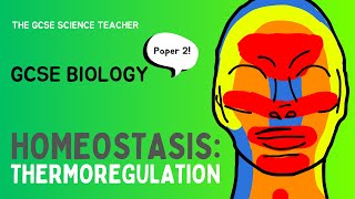 GCSE Biology Thermoregulation  Paper 2 AQA OCR Edexcel [upl. by Sievert435]