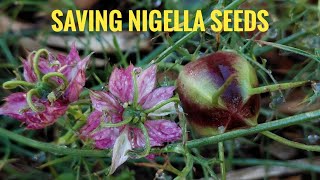 HOW TO SAVE Nigella seeds LoveinaMist flower black cumin seeds [upl. by Rehotsirhc323]