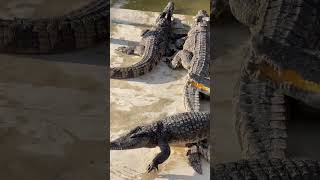 Crocodile 🐊 shortvideo youtubeshorts youtube ytshorts nature [upl. by Farah842]