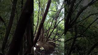 mangrove forest Pondicherry 2 [upl. by Eimat562]