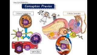 Ciclo celular 3 MEIOSIS Introducción [upl. by Nnoryt]