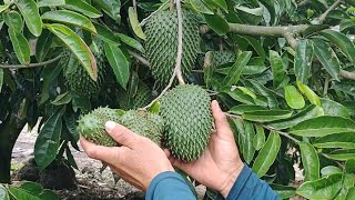 Guanabana tu árbol puede hacer frutas grandes haciendo esto [upl. by Welch845]