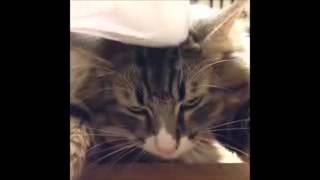 Videos graciosos de gatos 2015 [upl. by Stoughton]