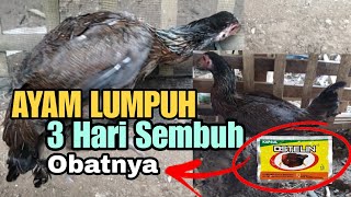 CARA MENGOBATI AYAM LUMPUH  OBAT AYAM LUMPUH [upl. by Llenyl408]