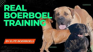 Training your Boerboel Dog South African Mastiff Obedience Boerboel Training [upl. by Vern576]