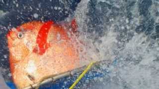 Opah or Moonfish A deepwater fish joins mammals birds in the warmblooded club [upl. by Cirillo]